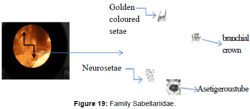 marine-science-research-Family-Sabellariidae