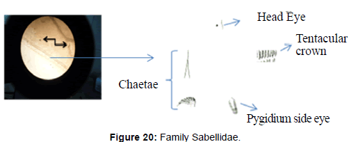 marine-science-research-Family-Sabellidae