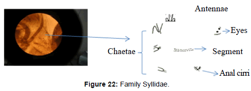 marine-science-research-Family-Syllidae