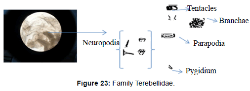 marine-science-research-Family-Terebellidae