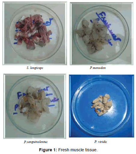 marine-science-research-Fresh-muscle-tissue