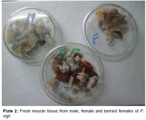 marine-science-research-Fresh-muscle-tissue-male