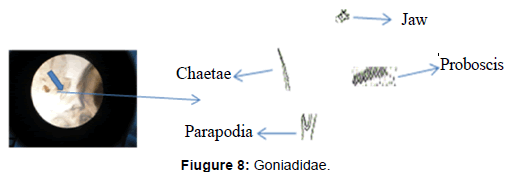marine-science-research-Goniadidae
