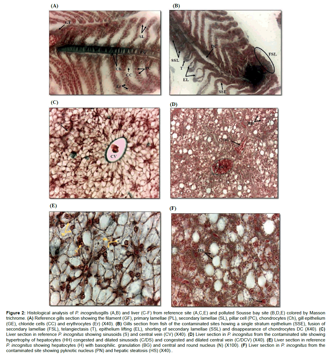 marine-science-research-Histological-analysis