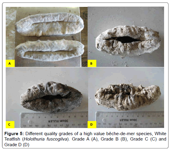 marine-science-research-Holothuria-fuscogilva