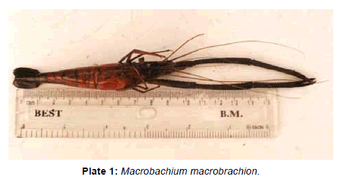 marine-science-research-Macrobachium-macrobrachion