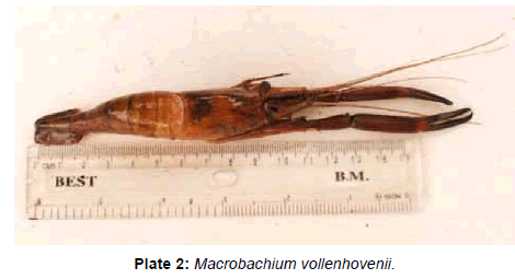 marine-science-research-Macrobachium-vollenhovenii
