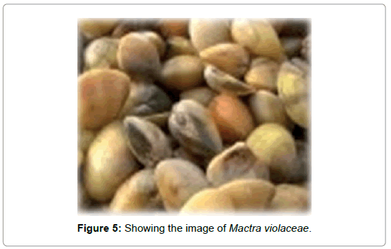 marine-science-research-Mactra-violaceae