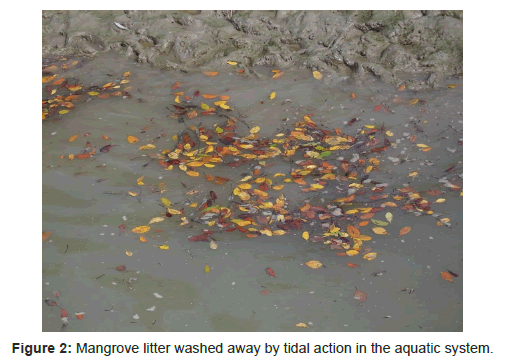 marine-science-research-Mangrove-litter-washed