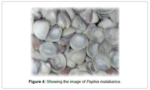 marine-science-research-Paphia-malabarica