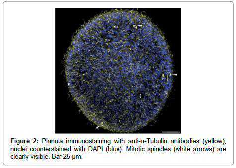 marine-science-research-Planula-immunostaining