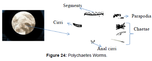 marine-science-research-Polychaetes-Worms
