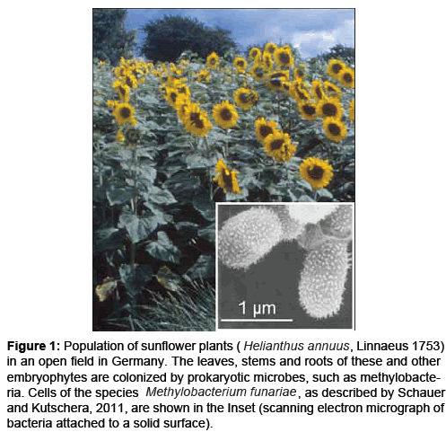 marine-science-research-Population-sunflower-plants