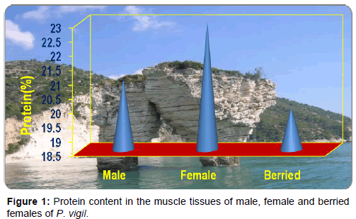 marine-science-research-Protein-content-muscle-tissues