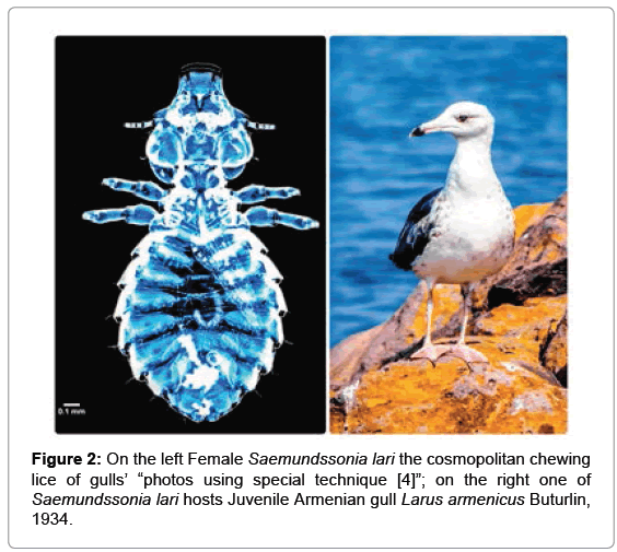 marine-science-research-Saemundssonia-lari