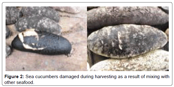 marine-science-research-Sea-cucumbers