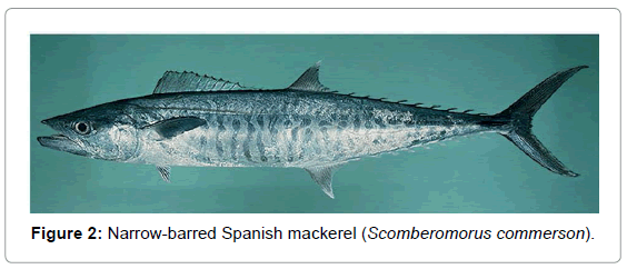 marine-science-research-Spanish-mackerel