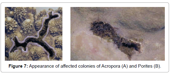 marine-science-research-affected-colonies-Acropora