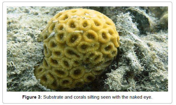 marine-science-research-corals-silting