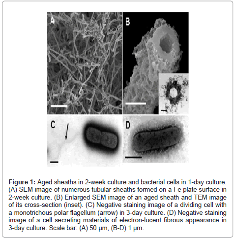 marine-science-research-development-Aged-sheaths
