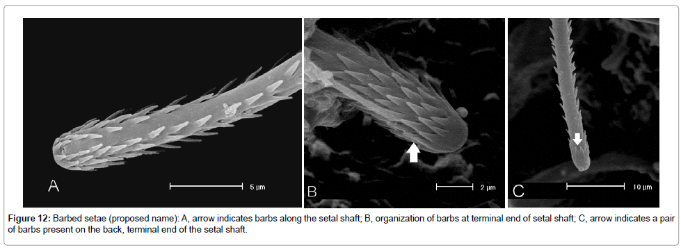 marine-science-research-development-Barbed-setae