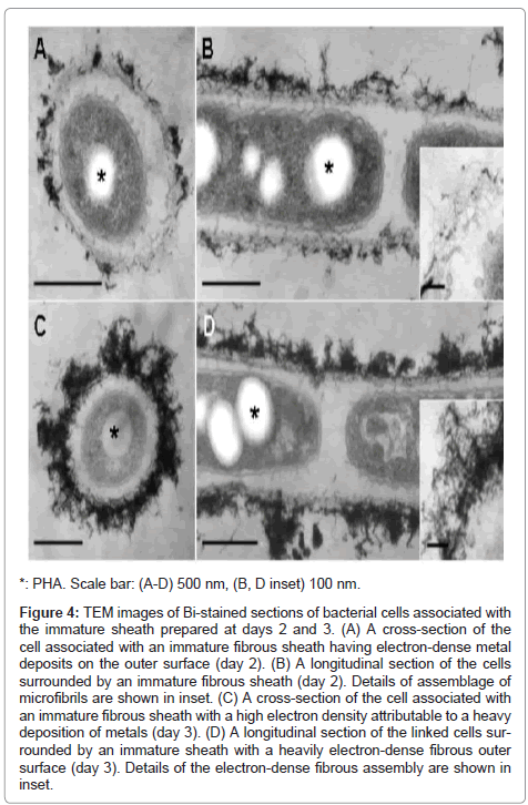 marine-science-research-development-Bi-stained