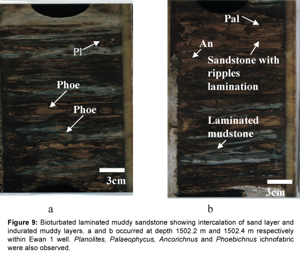 marine-science-research-development-Bioturbated-laminated