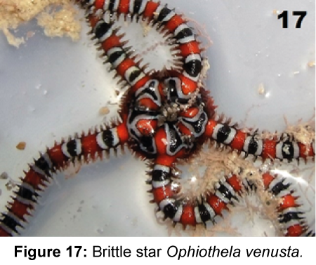 marine-science-research-development-Brittle-star