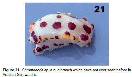marine-science-research-development-Chromodoris