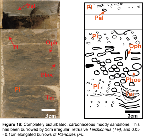 marine-science-research-development-Completely-bioturbated