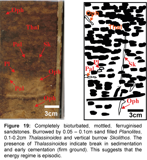 marine-science-research-development-Completely-bioturbated