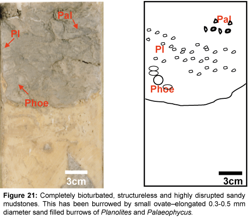 marine-science-research-development-Completely-bioturbated