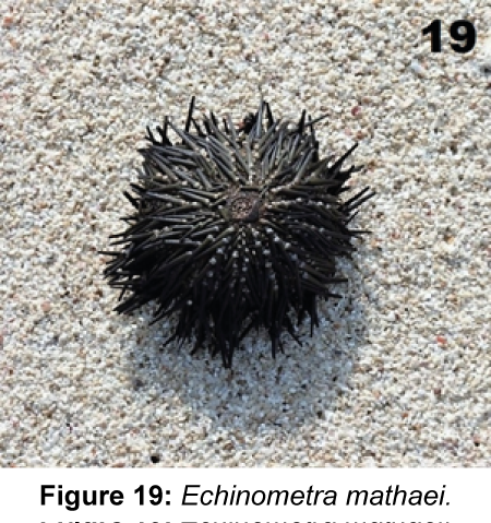 marine-science-research-development-Echinometra