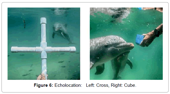 marine-science-research-development-Echolocation