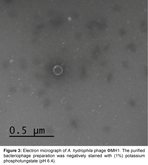 marine-science-research-development-Electron-micrograph
