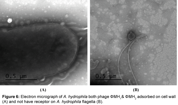 marine-science-research-development-Electron-micrograph