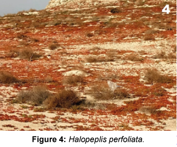 marine-science-research-development-Halopeplis