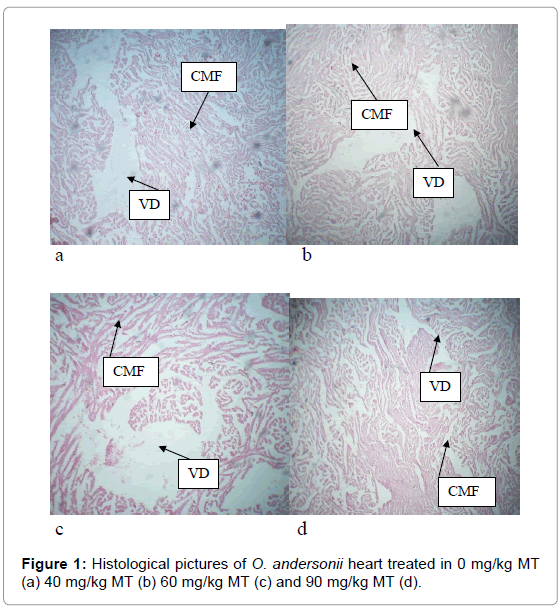 marine-science-research-development-Histological-pictures