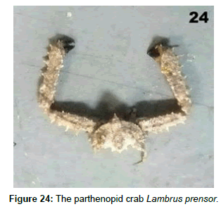 marine-science-research-development-Lambrus-prensor