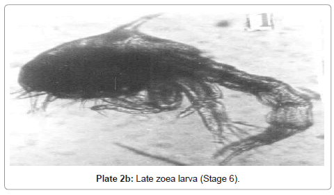 marine-science-research-development-Late-zoea-larva