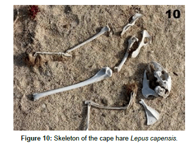 marine-science-research-development-Lepus