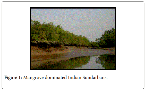 marine-science-research-development-Mangrove-dominated