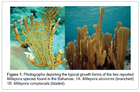 marine-science-research-development-Millepora-species