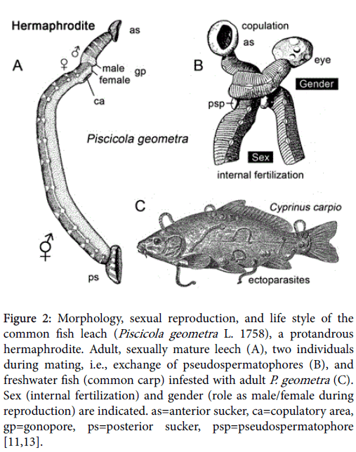 marine-science-research-development-Morphology-sexual-reproduction