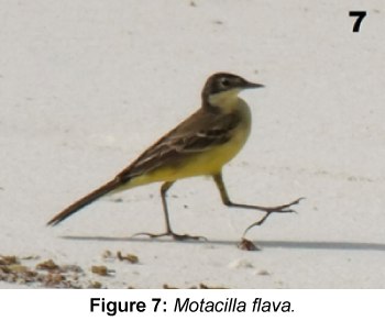 marine-science-research-development-Motacilla