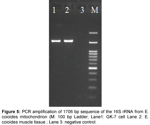 marine-science-research-development-PCR-amplification