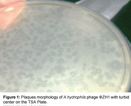 marine-science-research-development-Plaques-morphology