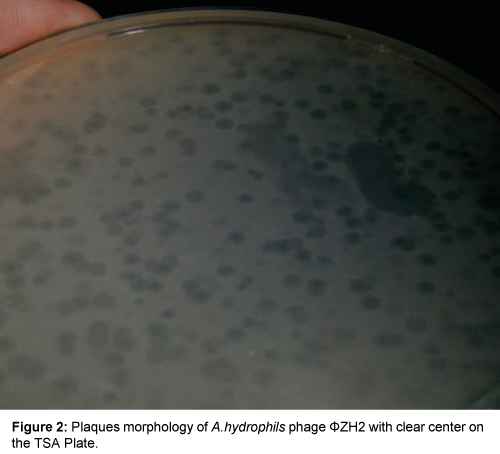 marine-science-research-development-Plaques-morphology