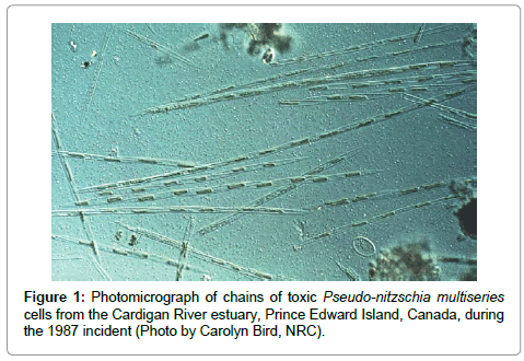 marine-science-research-development-Pseudo-nitzschia