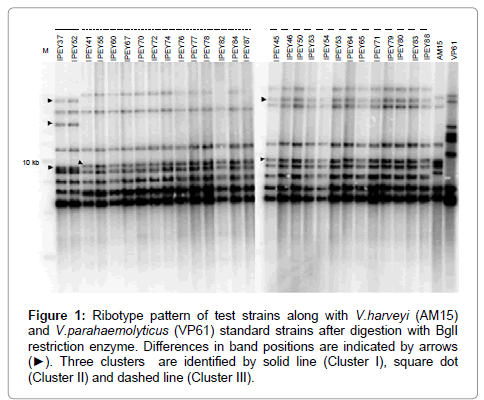 marine-science-research-development-Ribotype-pattern